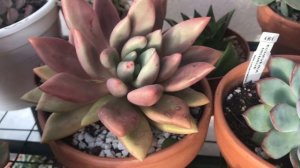 Mi Coleccion de Echeverias Recorrido por Mi Jardín