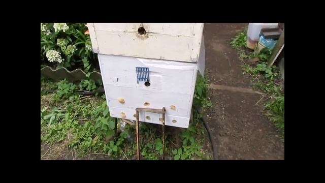 ответы на вопросы - про пчел трутовок смотреть онлайн