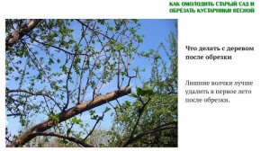 Волчки. Что делать с деревом после обрезки? Удалим волчки вовремя. Как омолодить и обрезать деревья