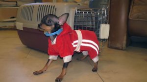 МОДНЫЙ Русский Той - терьер. Fashionable Russian Toy Terrier