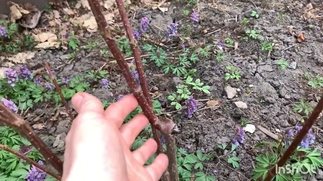 ПОЗДНЯЯ ОБРЕЗКА ГОРТЕНЗИЙ. Почему лучше так не обрезать