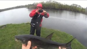 Жерех в дождливую погоду