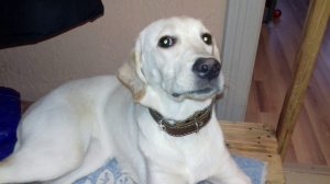 Мы взяли собаку из приюта.