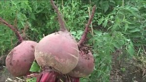 Ранняя свекла - Цеппо Ф1. Июль 2017 г//Секреты хороших урожаев.