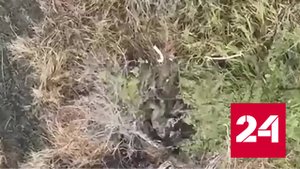 FPV-дрон настиг прятавшегося в траве украинского солдата -  Россия 24