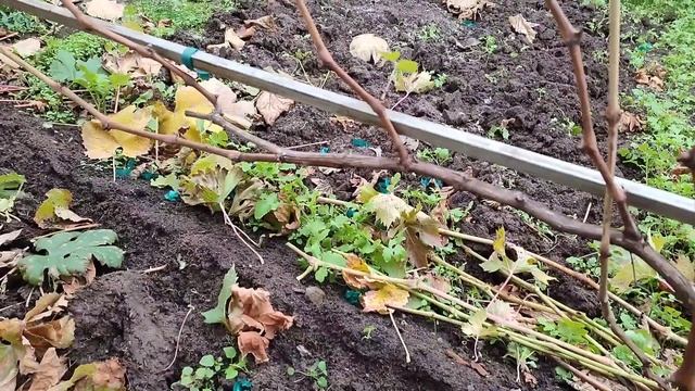 Октябрь 2022. Обрезка молодых кустов. Часть 2 смотреть онлайн