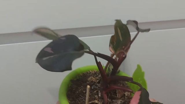 Филодендрон Pink Queen смотреть онлайн