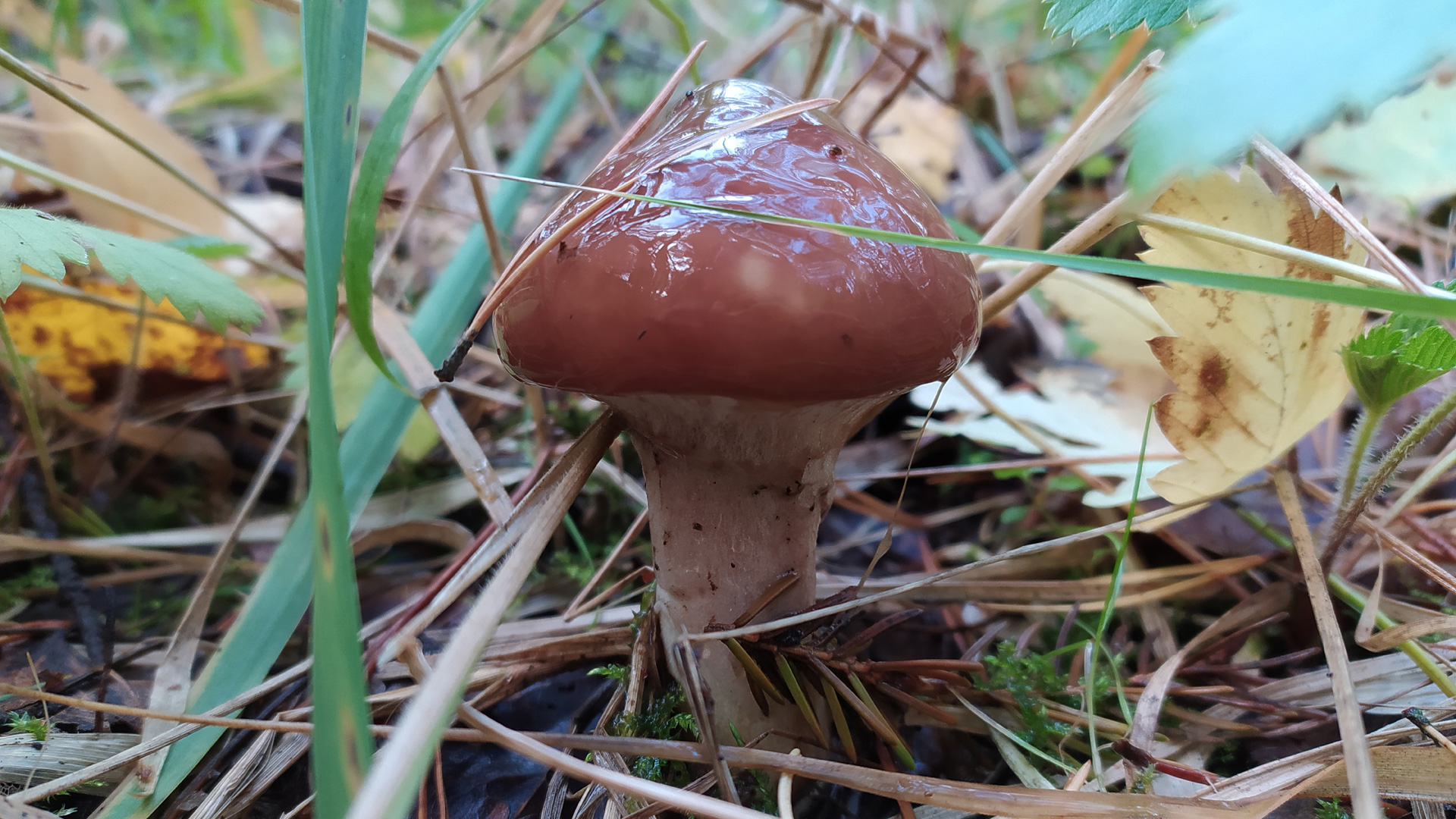 Маслёнок обыкновенный (Suillus luteus). Как выглядит гриб на месте произрастания.