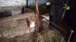 Стал желудок у коровы. Истории из жизни.