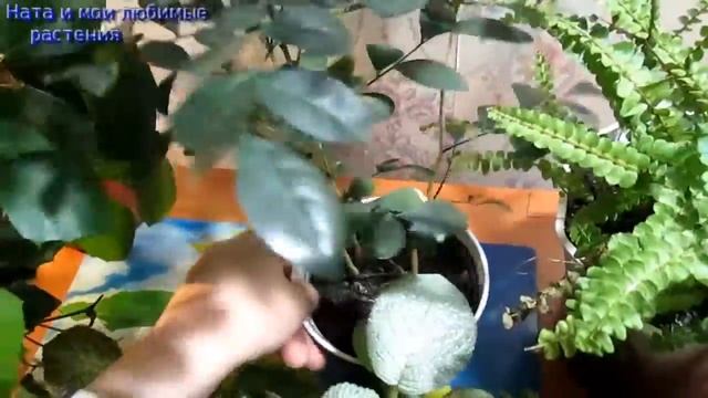 Декоративнолиственные или цветущие :  что лучше и проще //  А вы как думаете ?