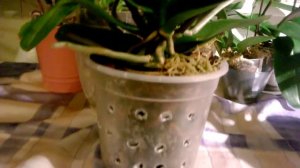 Цветение Фаленопсиса на четыре цветоноса...Почему?!