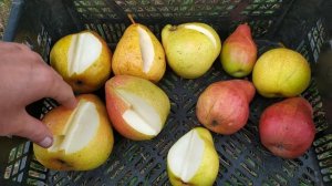 Доктор жюль гюйо Бере Дюрондо njo, талгарка, Темболі Мадам балле, Денізе Ред Ауньйон Ред сенсейшен