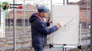 Как правильно подвязывать кусты винограда?