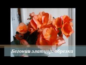 Бегонии элатиор: обрезка
