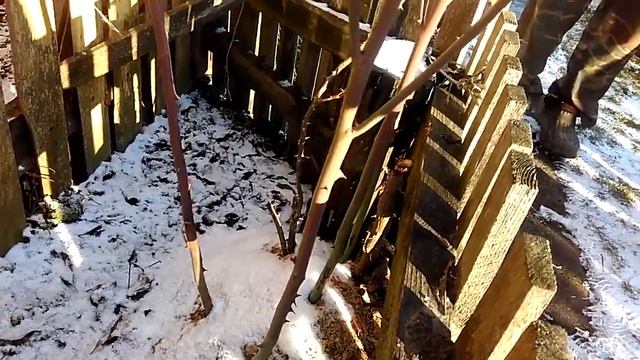 Розы садовые высотой до трёх метров! Я в шоке!