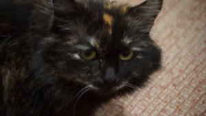 Кошка зовет кота, кошка в брачный период издаёт звуки привлекающие сородича противоположного гендер