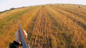 Охота на УТКУ и КУРОПАТКУ со спаниелем Бриком и ТОЗ 34 в БЕЛАРУСИ!!Duck and partridge hunting.