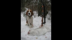 Охота с биглем. Веня. Очередной трофей.