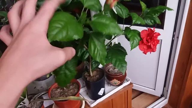 Гибискус. Как заставить цвести смотреть онлайн