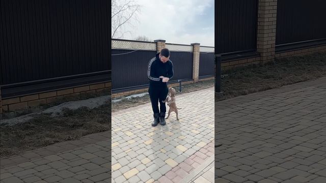 Что умеет щенок американского булли за 350000р!? WhatsApp: +7 (980) 742-78-94 смотреть онлайн