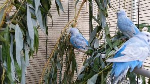 budgie sounds for relaxation