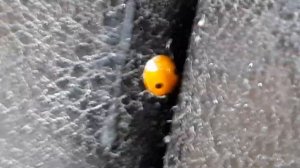 божья коровка зимой в квартире ФАУНА