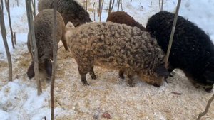 Венгерская Мангалица или дикие кабаны . Итоги зимнего содержания.