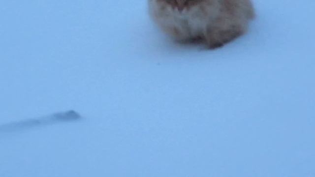 Russian cat in the snow (Кот внедорожник покоряет сугробы) смотреть онлайн