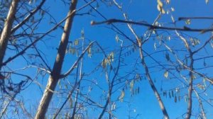 Фундук Трапезунд.Обрезка взрослого куста.Январь 2023.