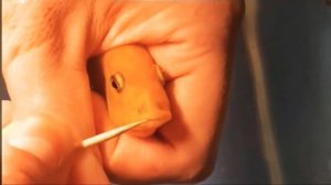 Извлечение мальков из рта лабидохромис еллоу