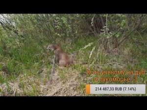 Прямой эфир 12 мая