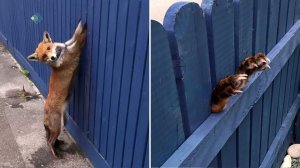 Необычная встреча лисы и кошки