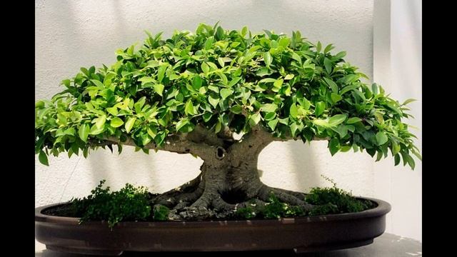 Mature Pachira Aquatica Bonsai Tree смотреть онлайн
