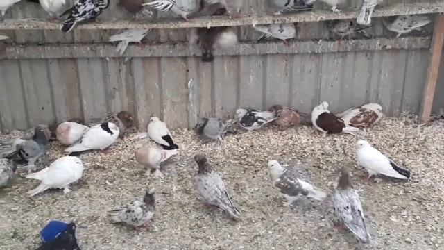 Птичий рынок Садовод Москва Кептер базар Bird Market Pigeons Pigeon 26 июля 2020 г. смотреть онлайн