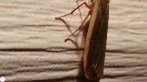 Жизнь в ночи