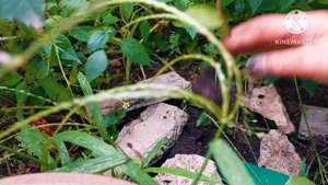 БУГЕНВИЛЛИЯ, укоренение черенка.