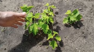 Размножение смородины горизонтальным черенкованием