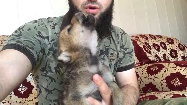 ЧЕЧЕНСКИЙ ДОМАШНИЙ ХИЩНИК ? ЧЕЧЕНСКИЙ СЕРЫЙ ВОЛК ? с волком жить по-волчьи выть?