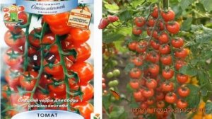 Томат обыкновенный Эльф F1 (elf f1) ? томат Эльф F1 обзор: как сажать семена томата Эльф F1