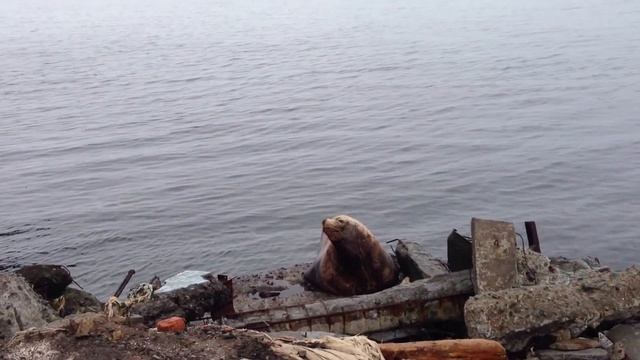 Лежбище сивучей на Камчатке. Rookery of sea lions in Kamchatka.