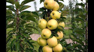 Какой сорт колоновидных яблонь лучше для Подмосковья?!