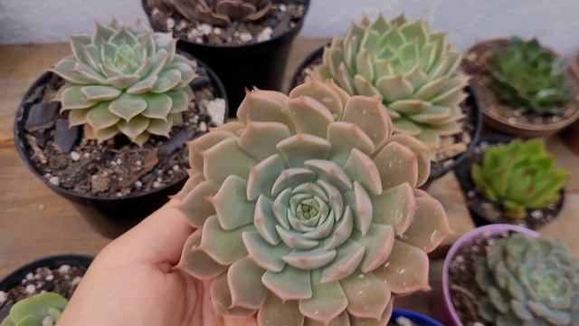 Cortei a Pink Trumpet e MUITAS outras suculentas✂️ смотреть онлайн