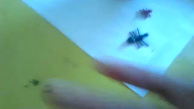 Новые насекомые из пластилина смотреть онлайн