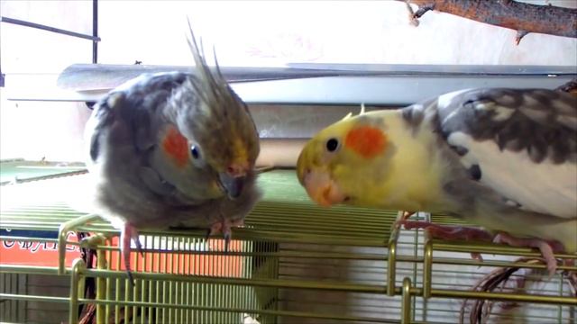 Серенада самца кореллы Бони для любимой. смотреть онлайн