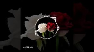 "Кызыл Раушан" Саадат Жыргалбекова жаңы чыгарма "Кавер" 2022