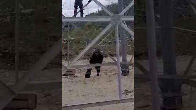Медведица загнала рабочих на вышку в Иркутской области.
