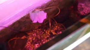 Мини пруд с карпами Кои на балконе.Зимовка..mp4