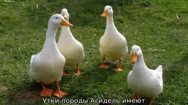 Породы уток для домашнего разведения смотреть онлайн