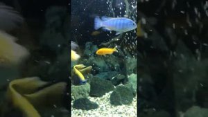 Накормила аквариумных рыб творогом