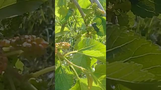 Шелковица плакучая первый год после посадки ч.2